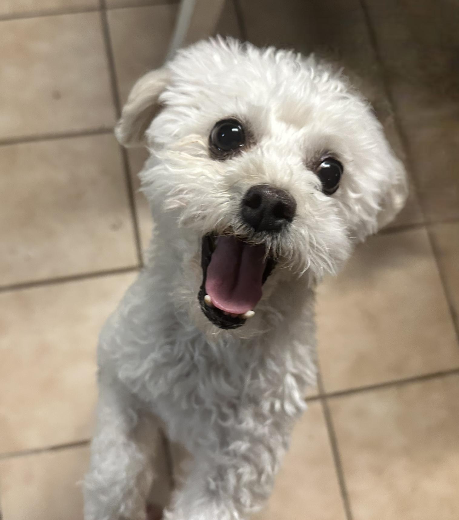 Stella, a Adopted Miniature Poodle in Oro Valley, AZ image 3/4