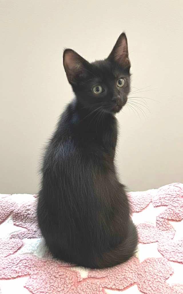 Lucky13 and Flicker (Bonded pair)