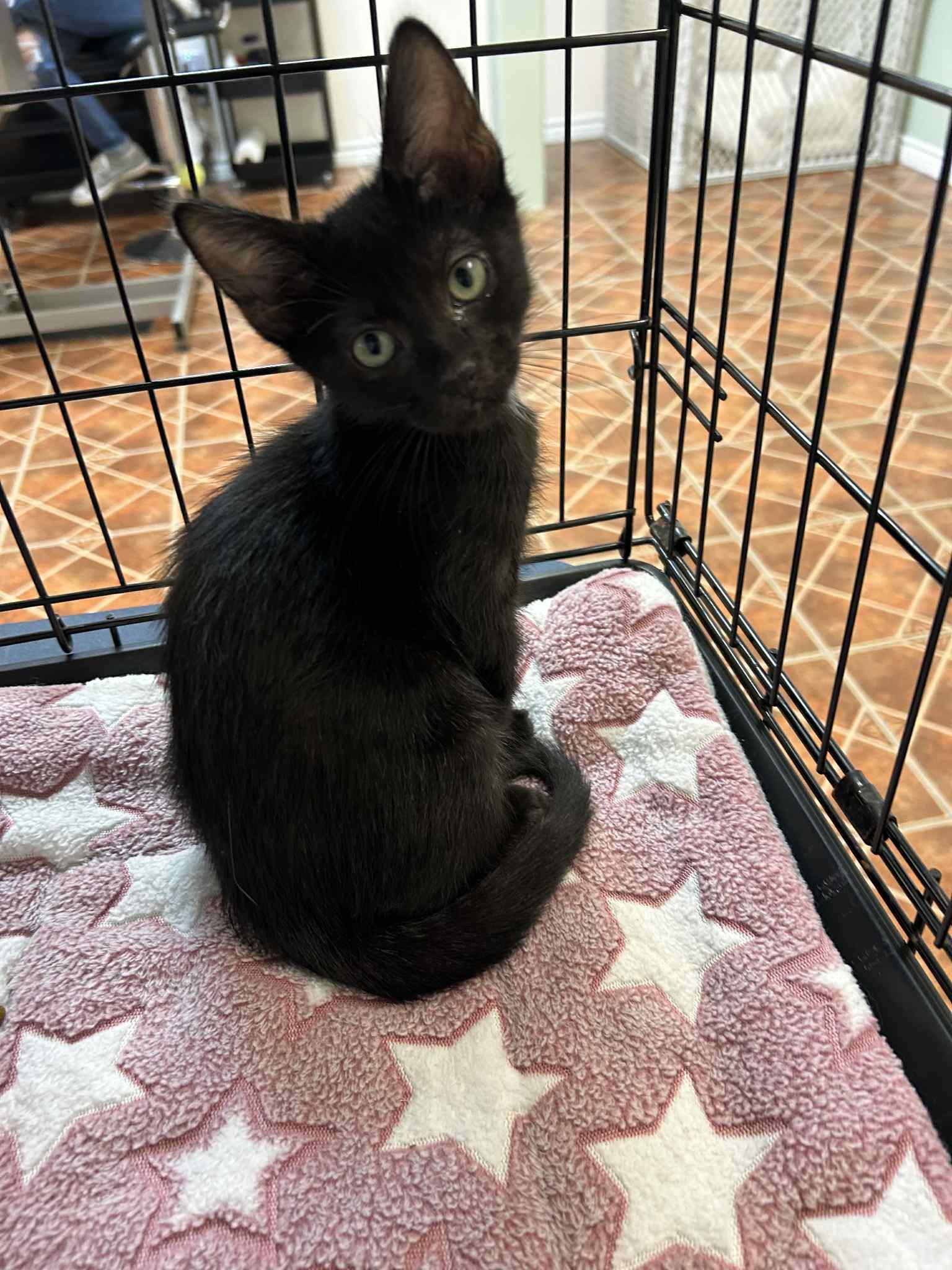 Lucky13 and Flicker (Bonded pair)