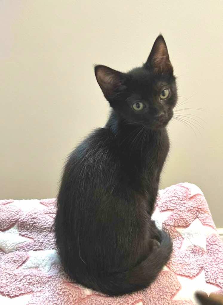 Lucky13 and Flicker (Bonded pair)