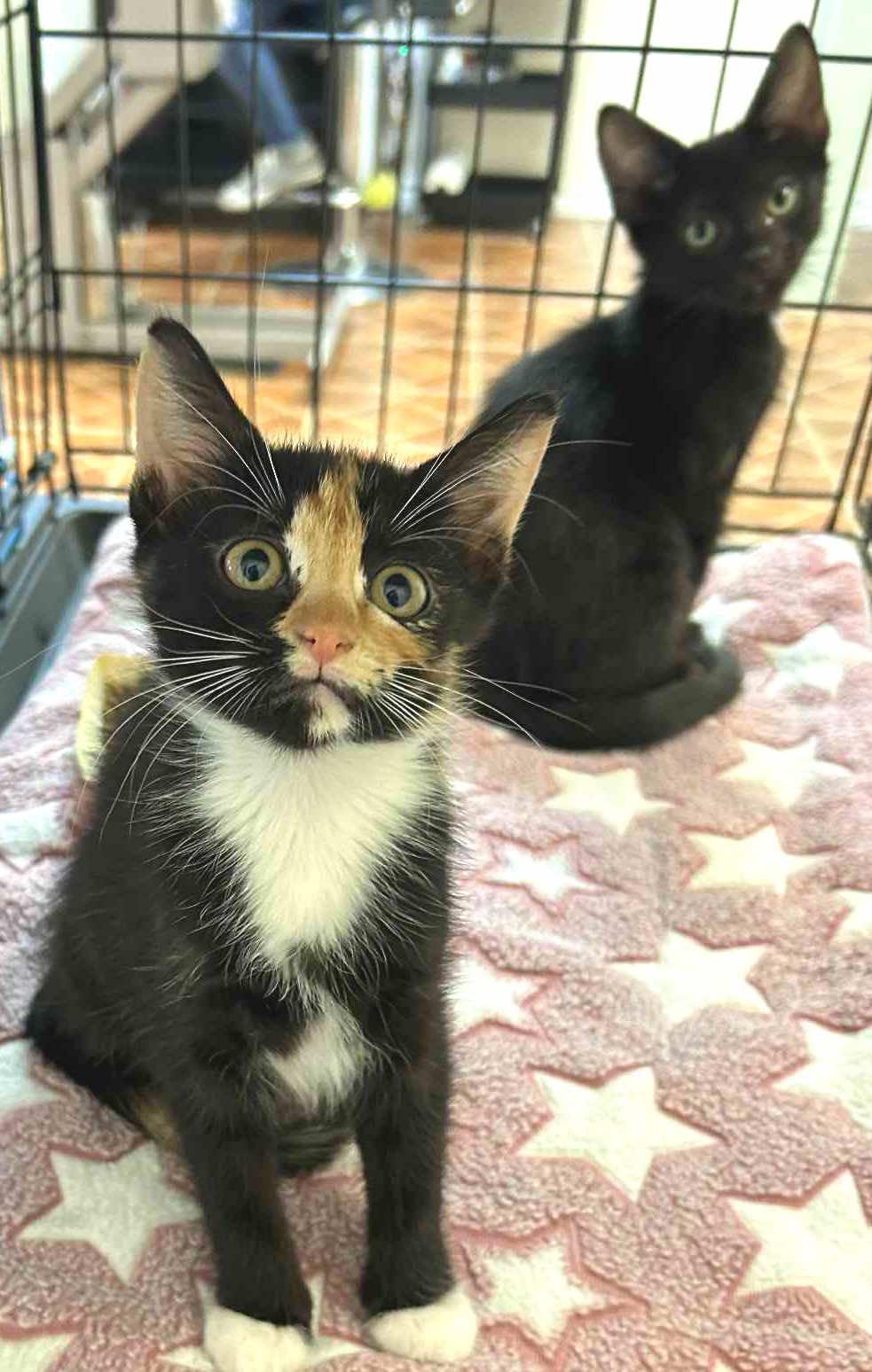 Lucky13 and Flicker (Bonded pair)