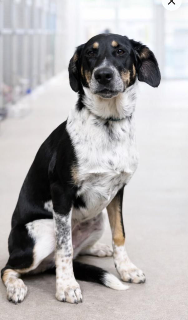 Tegan, Adoptable, Puppy Female Shepherd & Hound.