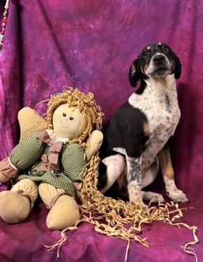 Tegan, a Adoptable mixed breed in North Syracuse, NY image 2/2