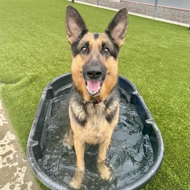 Enlarge KODY, a Adoptable German Shepherd Dog in Auburn, CA image 1/1