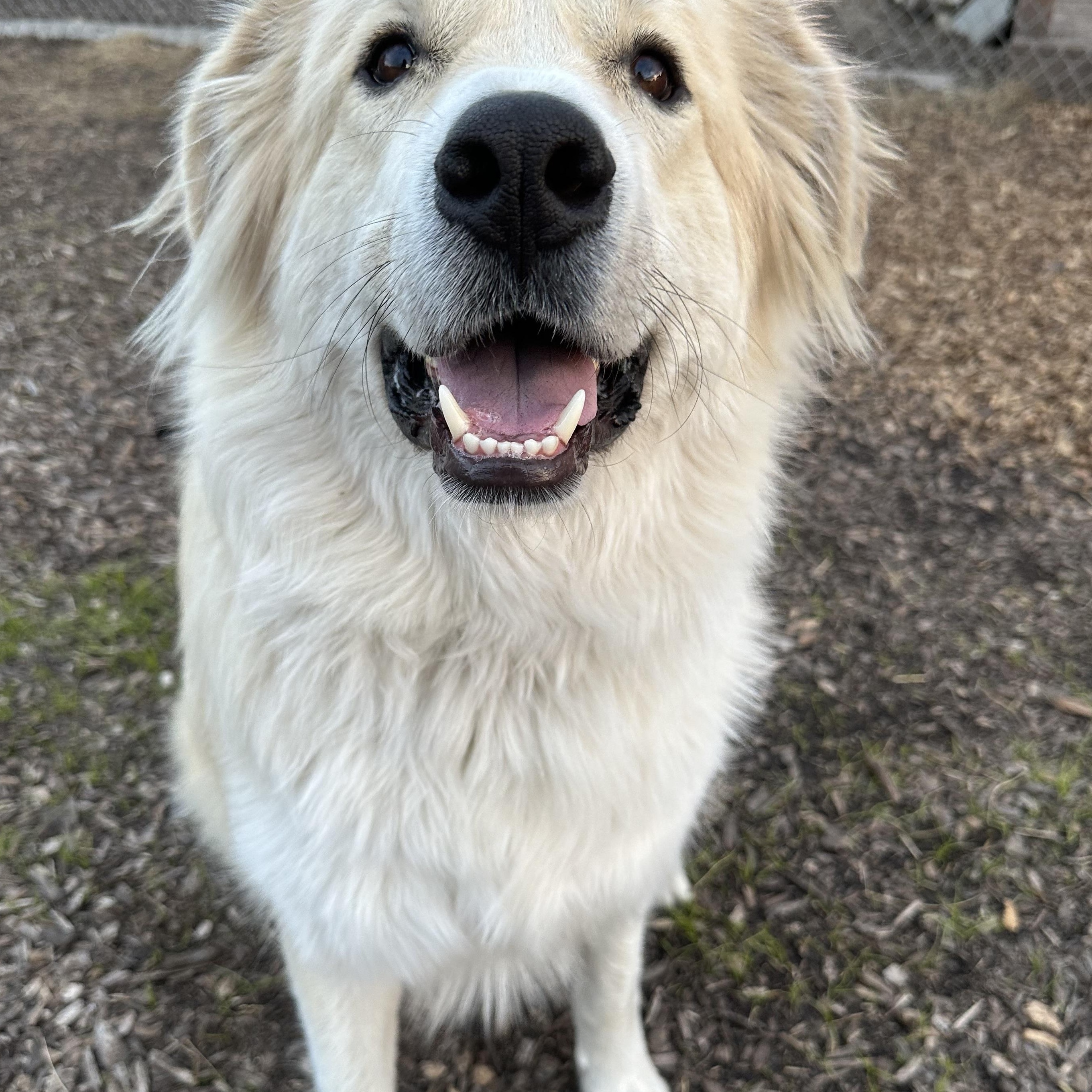 LEO, a ADOPTABLE Great Pyrenees in Pacific, MO image 2/2