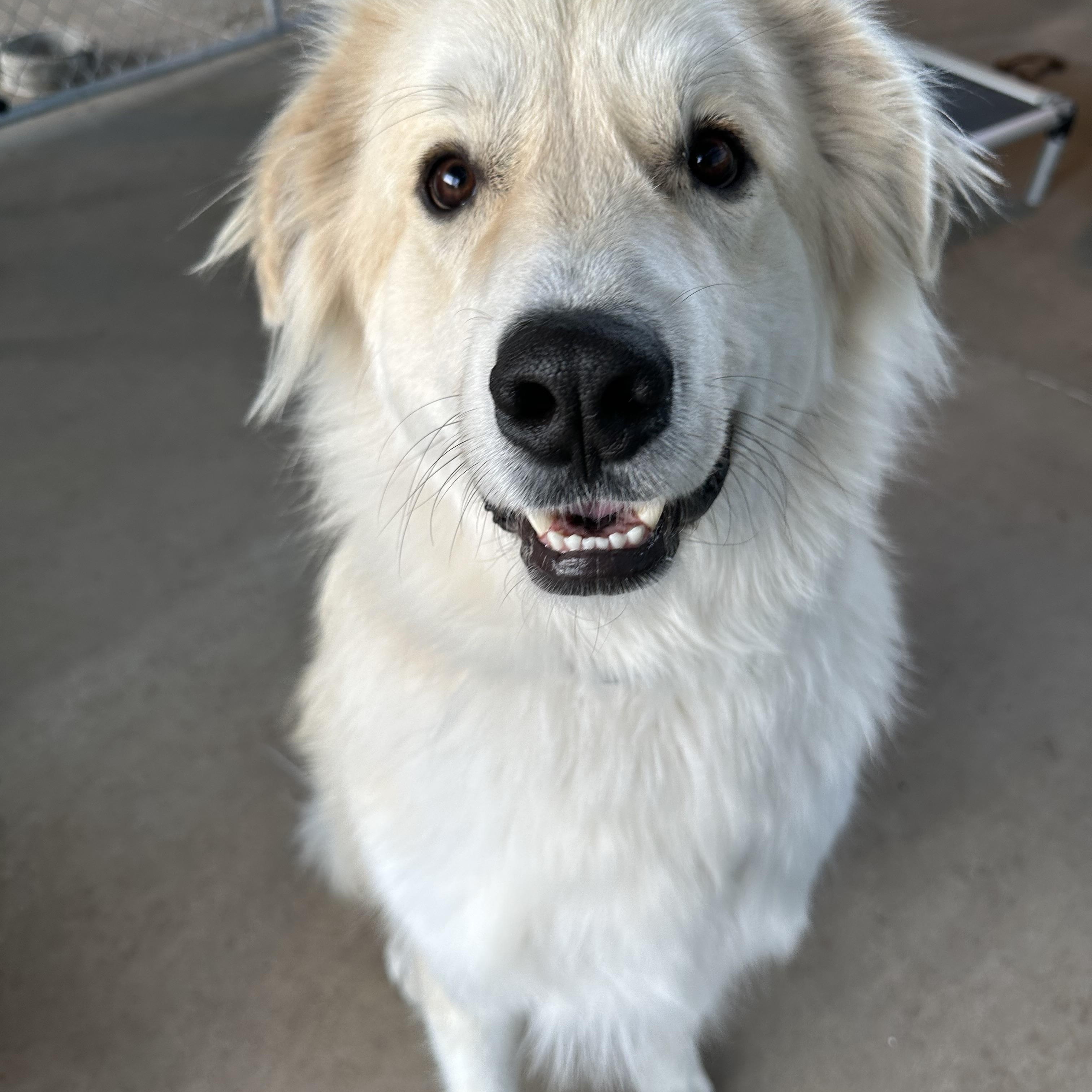LEO, ADOPTABLE, Adult Male Great Pyrenees.