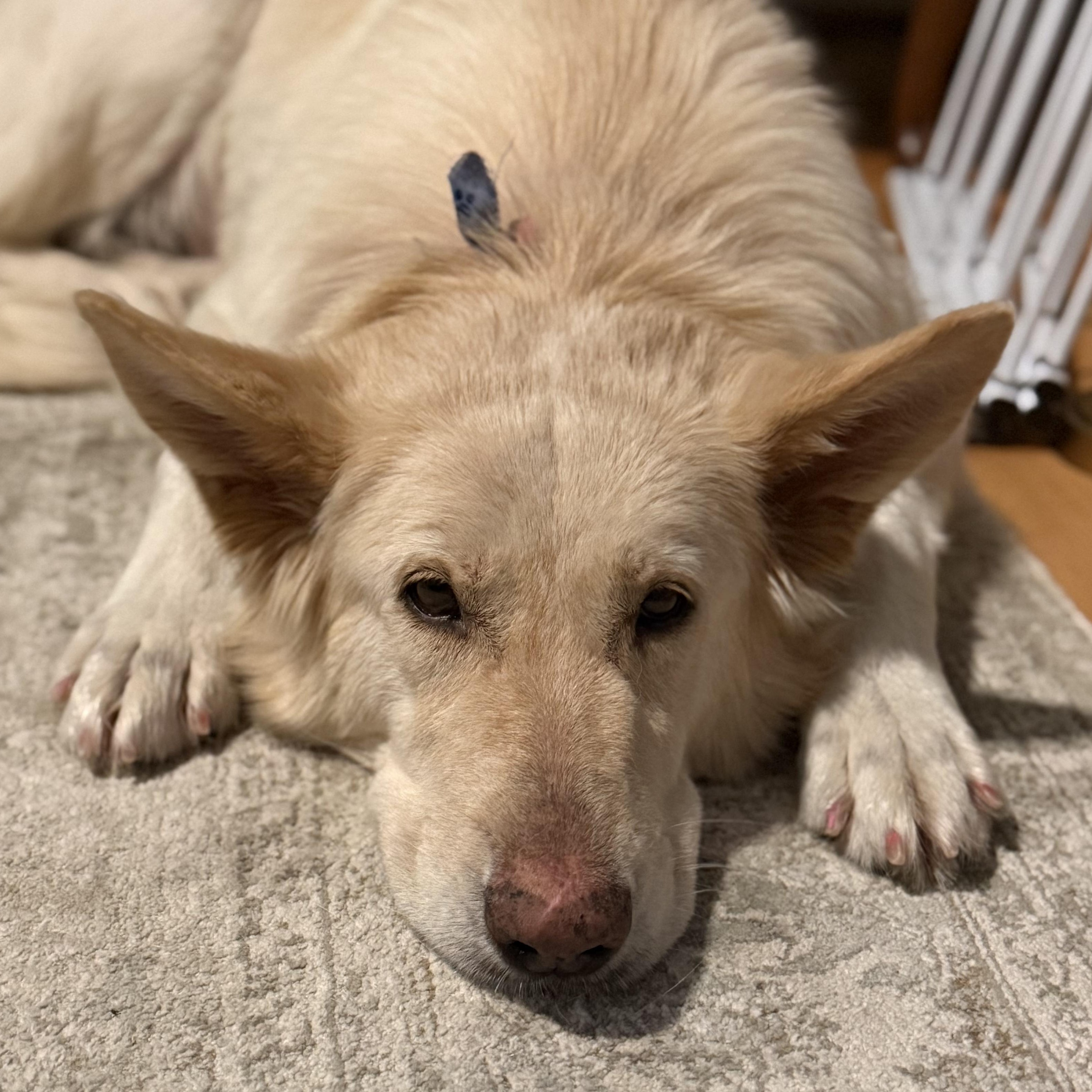 Maple, a Adoptable German Shepherd Dog in Richmond, VA image 3/6