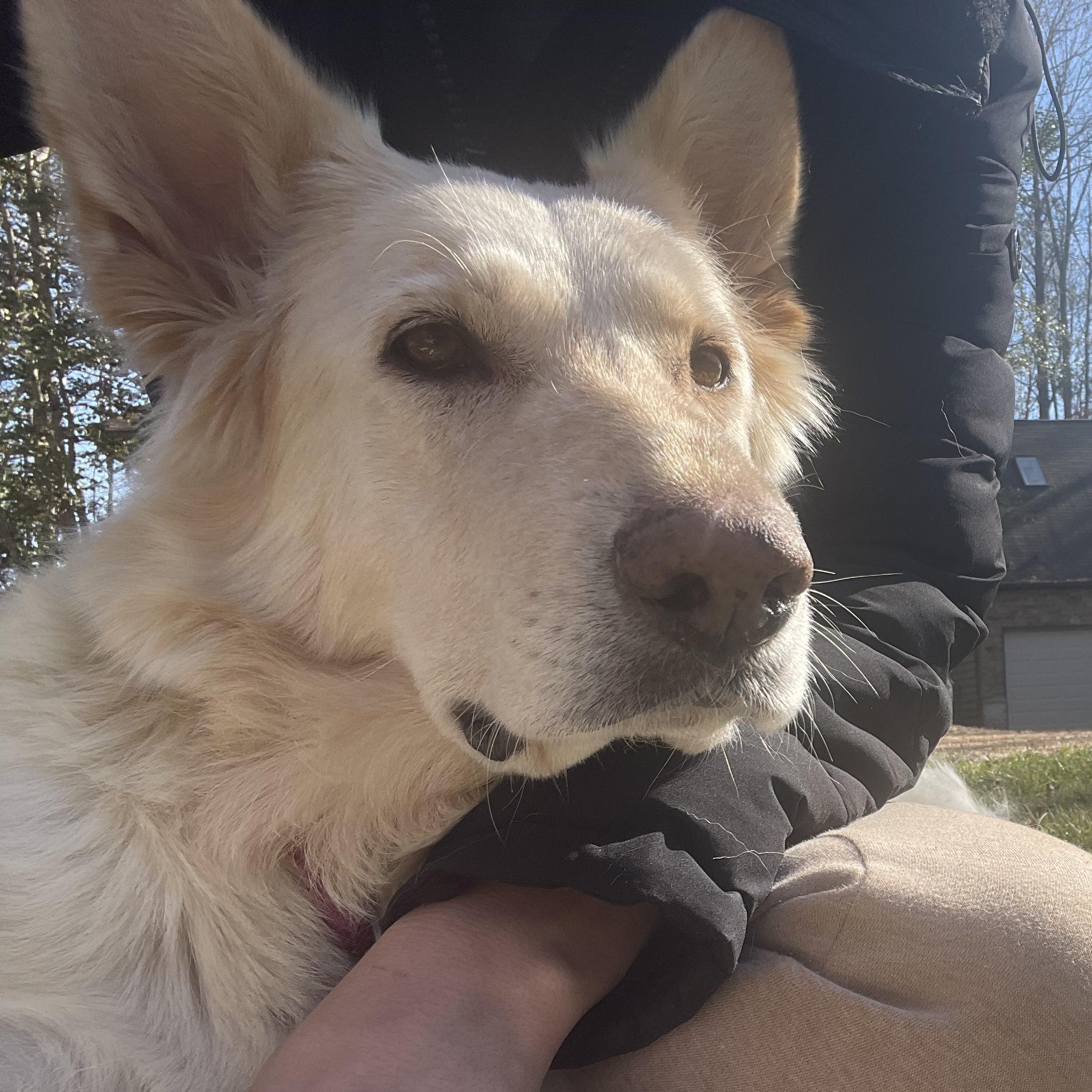 Maple, a Adoptable German Shepherd Dog in Richmond, VA image 6/6