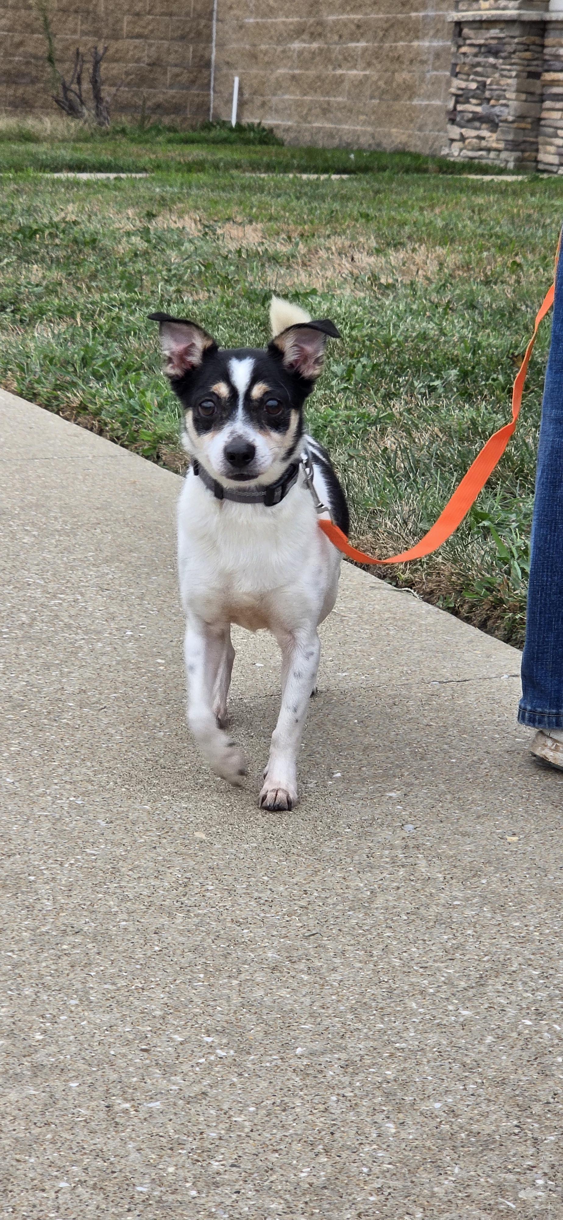 Enlarge Domino, a Adoptable mixed breed in Evansville, IN image 1/2