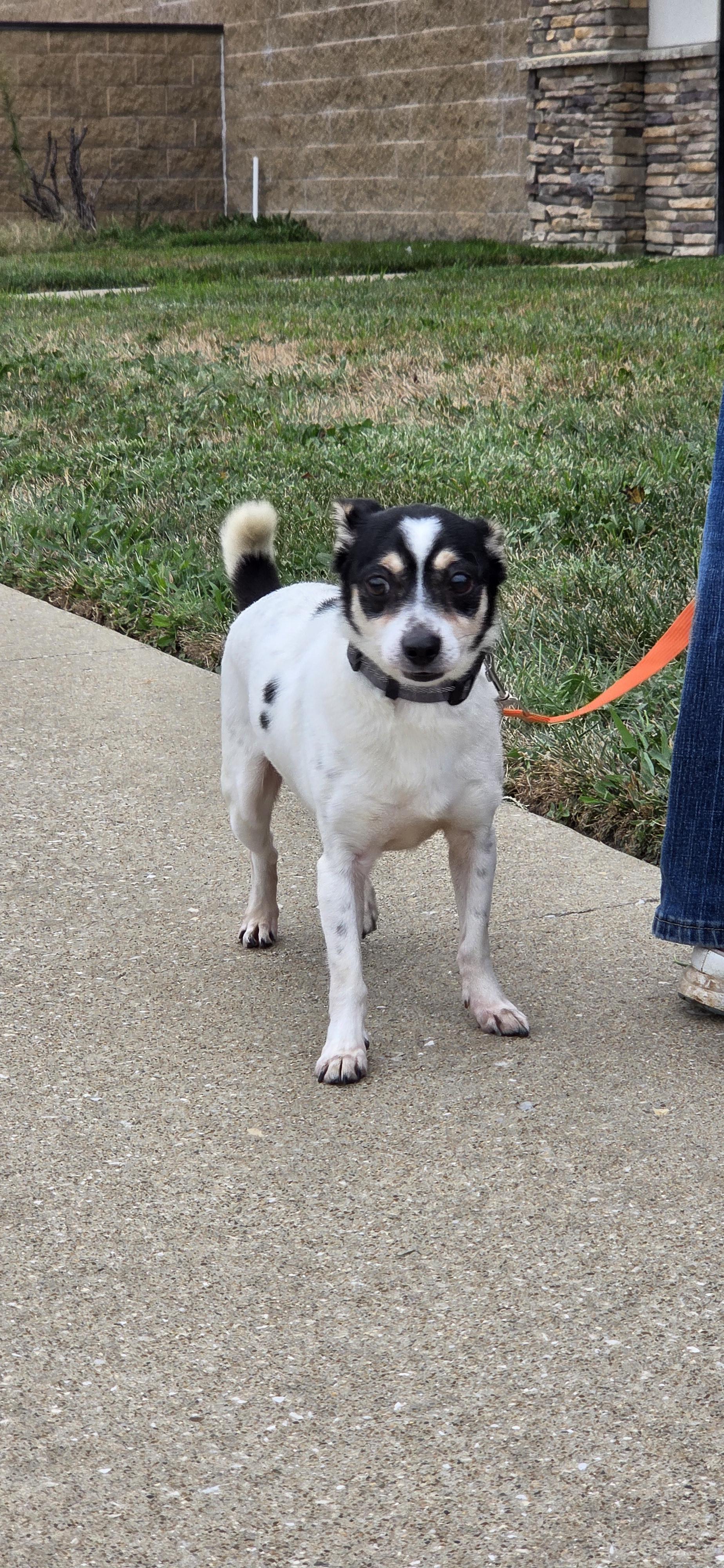Enlarge Domino, a Adoptable mixed breed in Evansville, IN image 2/2