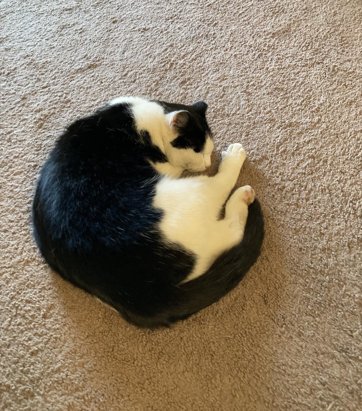 Fred - COURTESY LISTING, Adoptable, Adult Male Domestic Short Hair & Tuxedo.