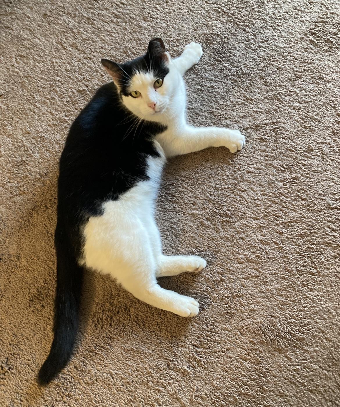 Fred  Courtesy Listing thumbnail 2