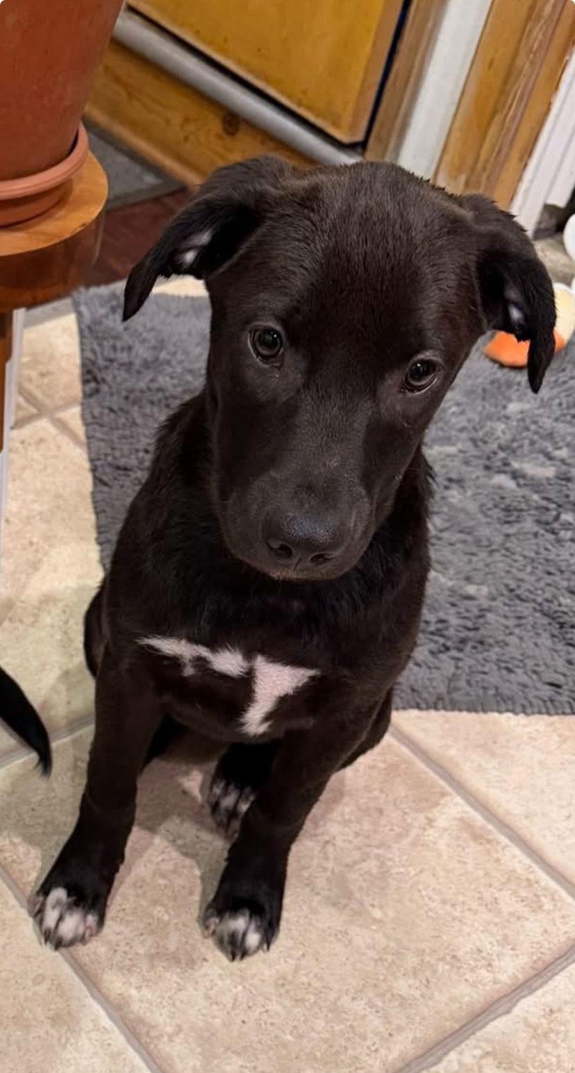 Enlarge Sally, a Adopted mixed breed in West Des Moines, IA image 1/3