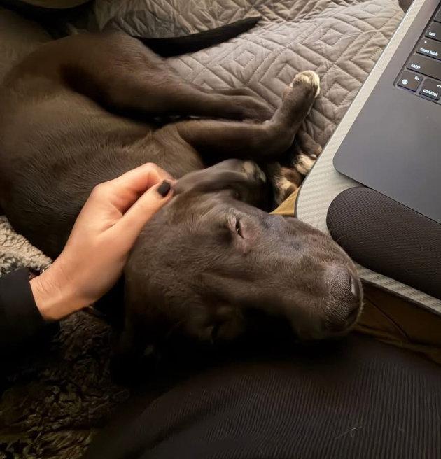 Enlarge Sally, a Adopted mixed breed in West Des Moines, IA image 2/3