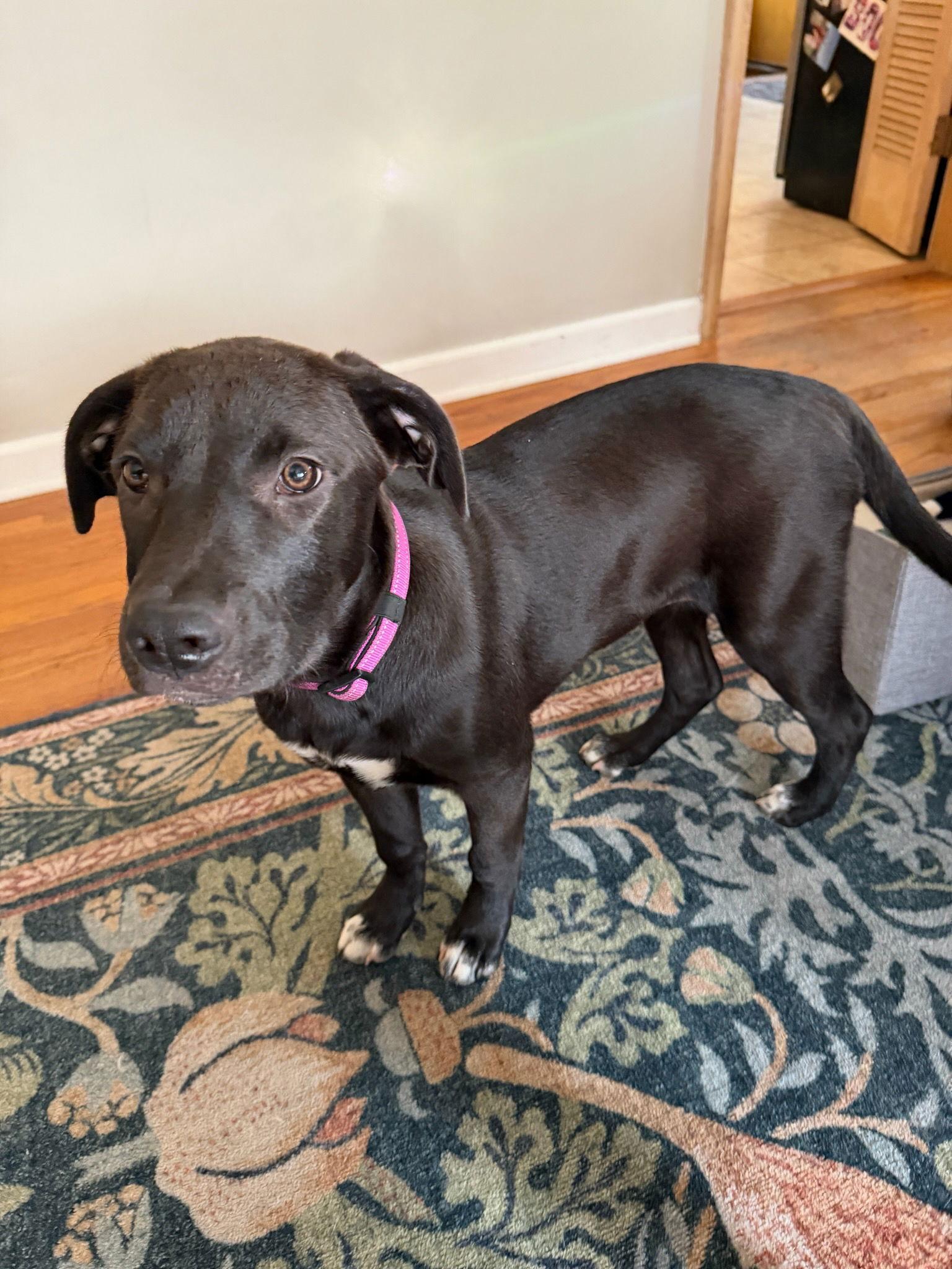 Enlarge Sally, a Adopted mixed breed in West Des Moines, IA image 3/3