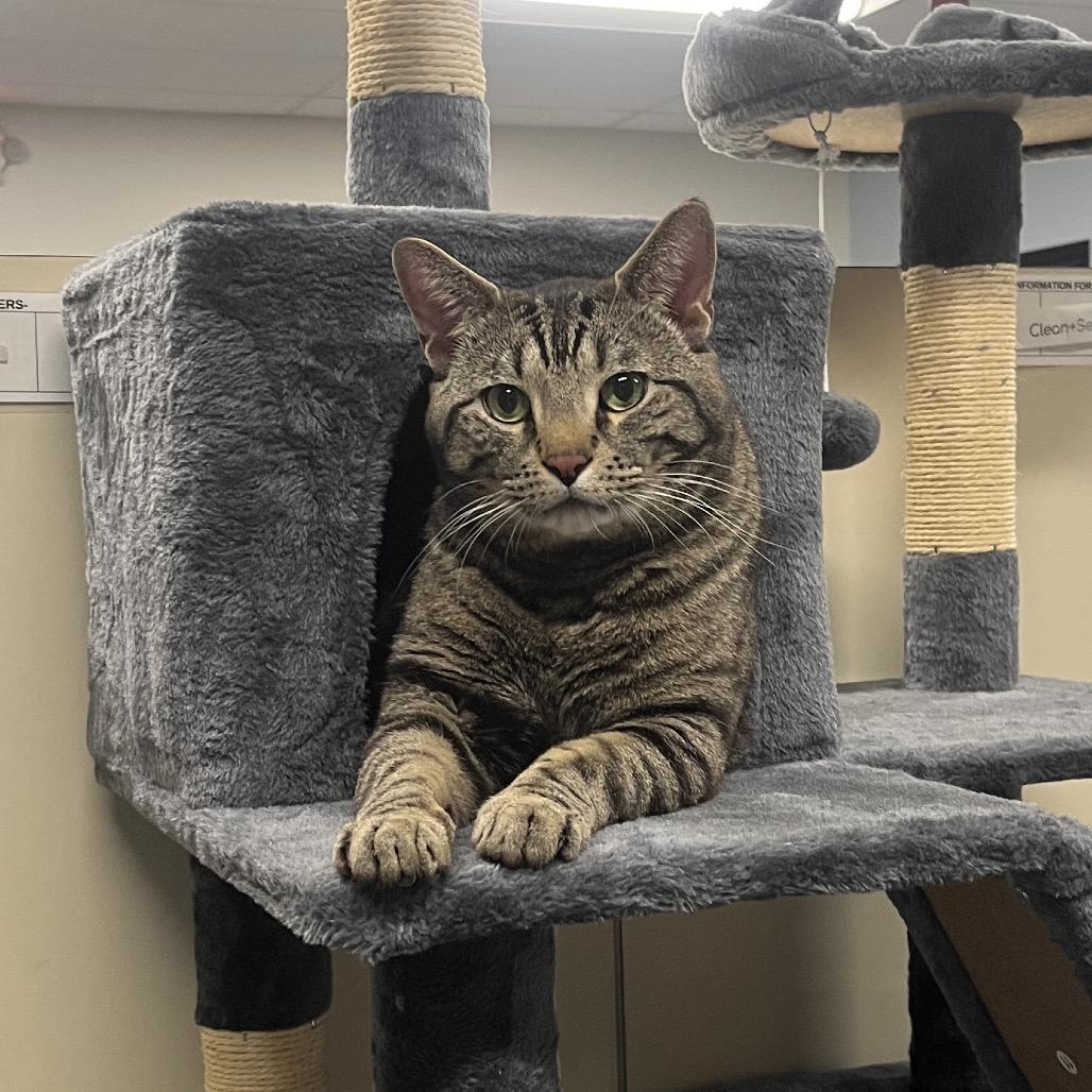 Tango, Adoptable, Adult Male Domestic Short Hair.