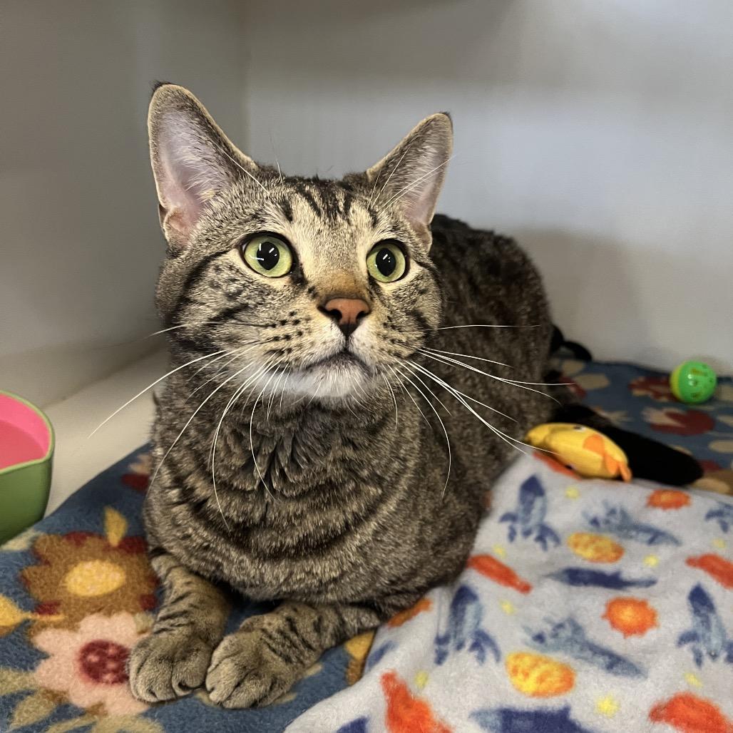 Enlarge Tango, a Adoptable Domestic Short Hair in Hinsdale, IL image 2/4