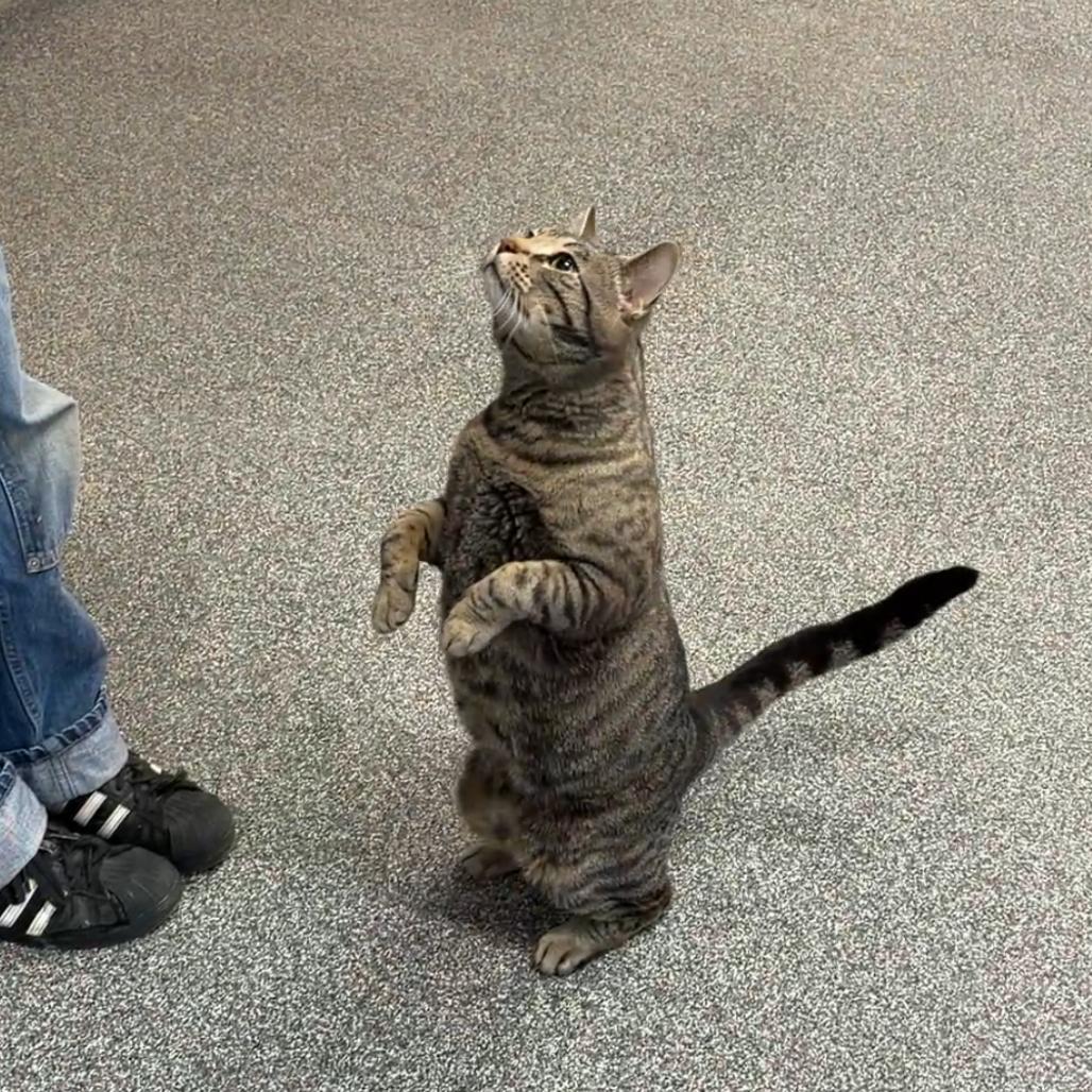 Enlarge Tango, a Adoptable Domestic Short Hair in Hinsdale, IL image 3/4