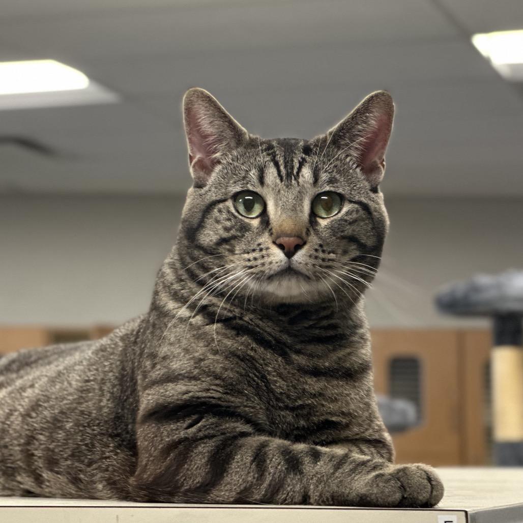 Enlarge Tango, a Adoptable Domestic Short Hair in Hinsdale, IL image 4/4