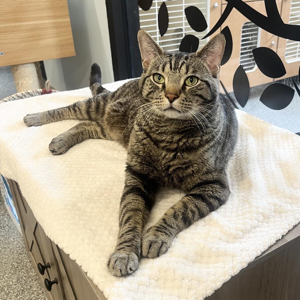 Tango, a Adoptable Domestic Short Hair in Hinsdale, IL image 5/5