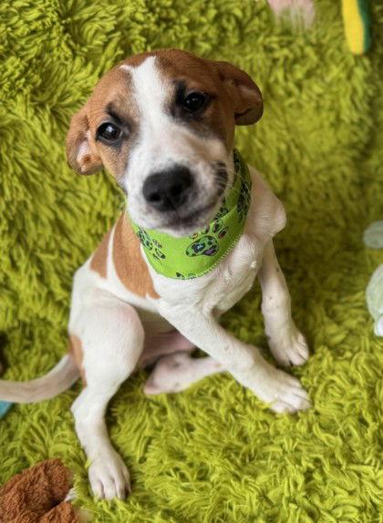 Cassowary, Adoptable, Young Male Pit Bull Terrier & Poodle.