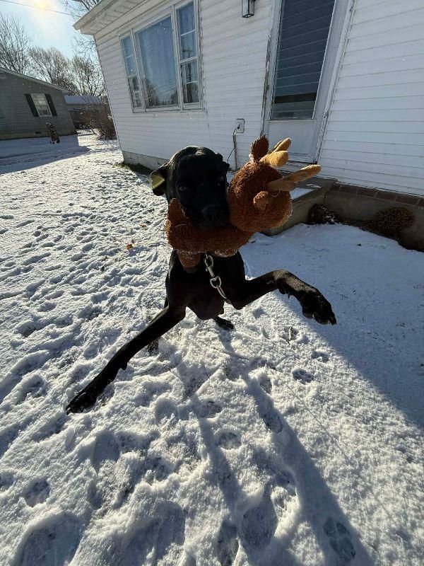 Darcey, Adoptable, Young Female Great Dane.