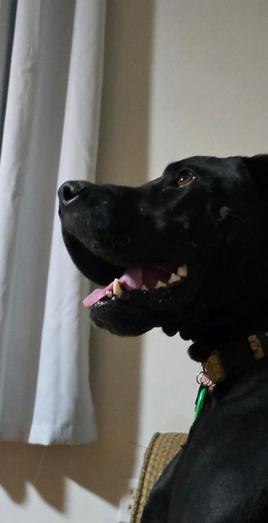 Enlarge Darcey, a Adoptable Great Dane in Martinsburg, WV image 4/6