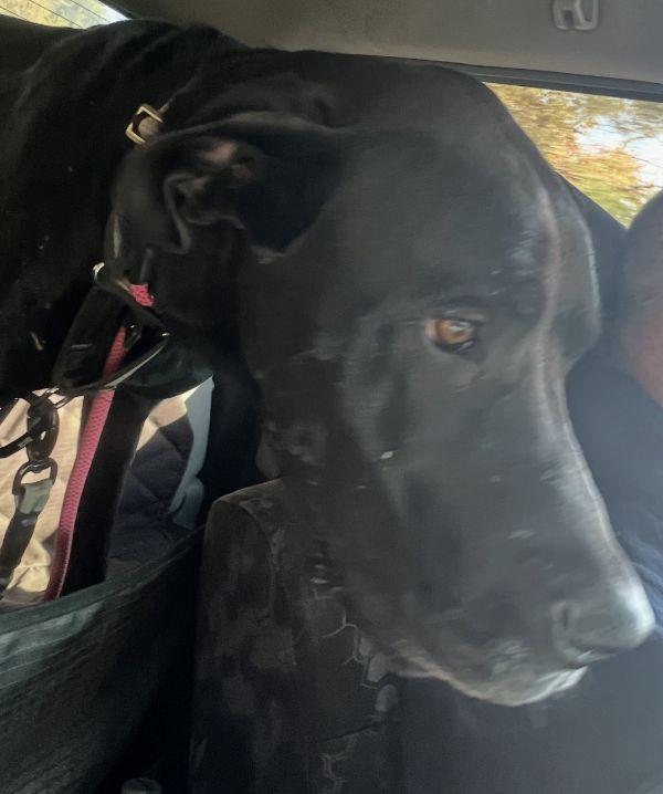 Darcey, a Adoptable Great Dane in Martinsburg, WV image 2/4