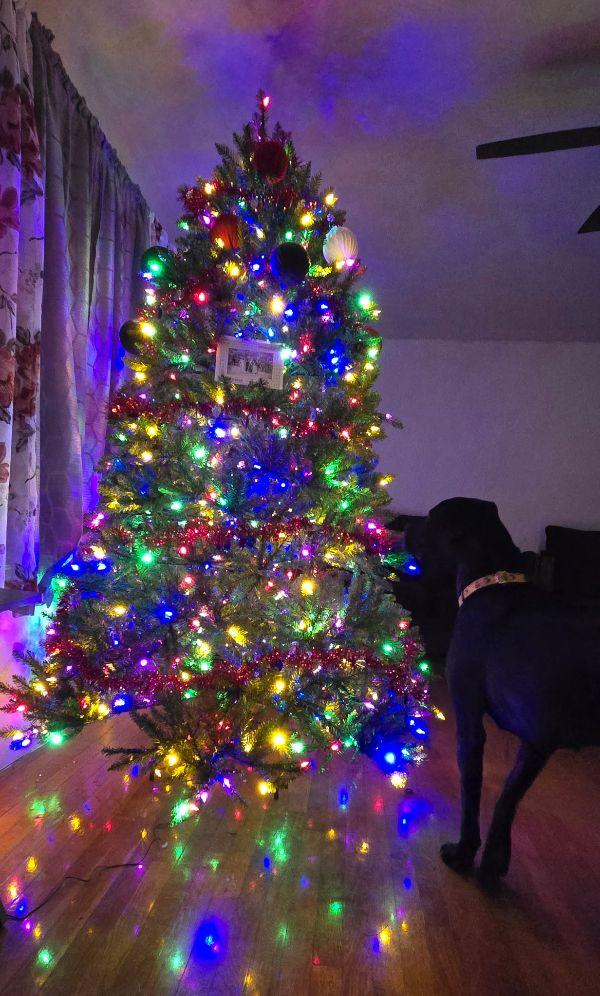 Enlarge Darcey, a Adoptable Great Dane in Martinsburg, WV image 6/6