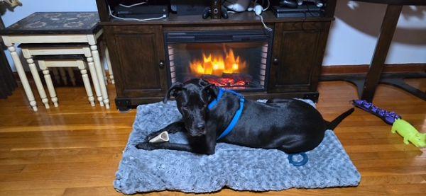 Darcey, a Adoptable Great Dane in Martinsburg, WV image 1/4