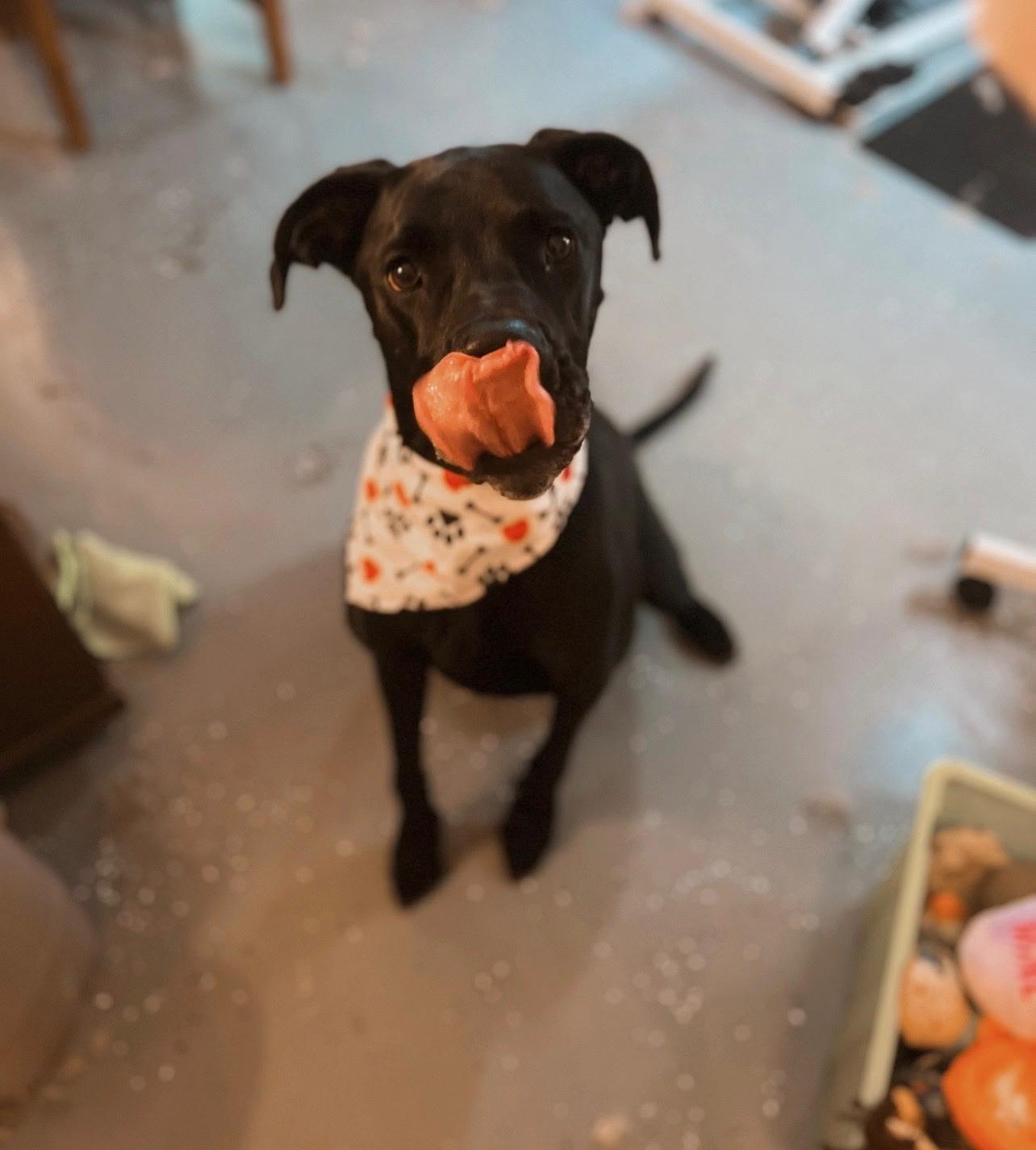 Enlarge Darcey, a Adoptable Great Dane in Martinsburg, WV image 5/6