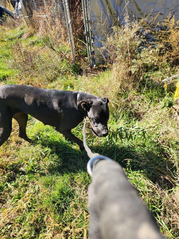 Darcey, a Adoptable Great Dane in Martinsburg, WV image 4/4
