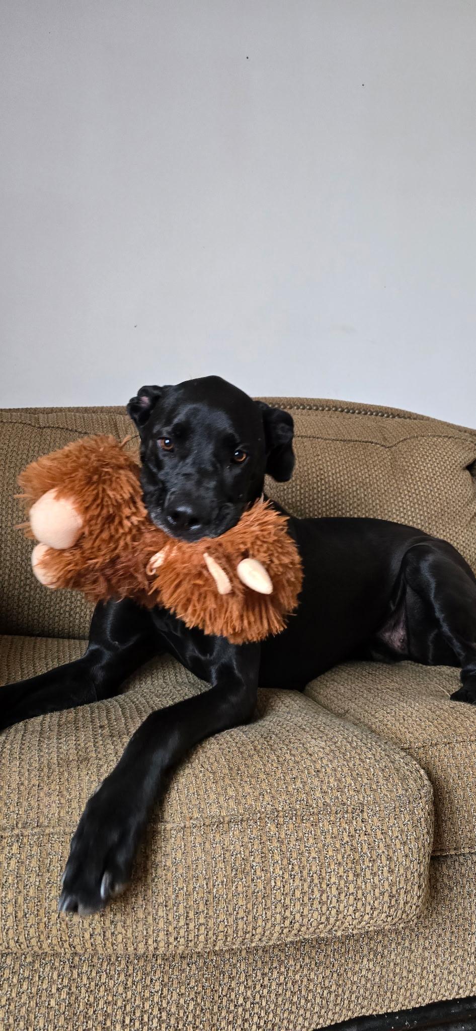 Enlarge Darcey, a Adoptable Great Dane in Martinsburg, WV image 6/6