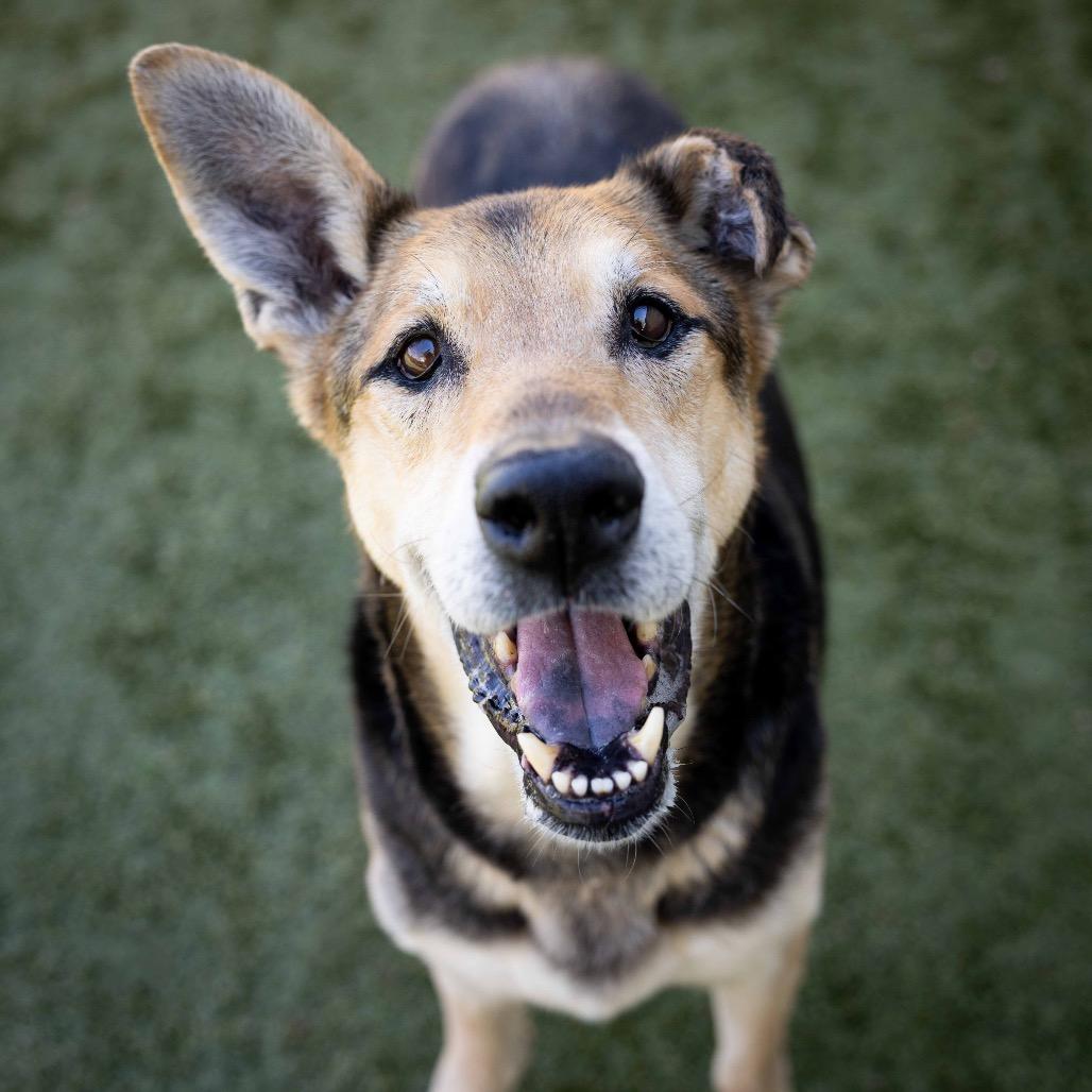 Enlarge Jordan - ECAS, a Adoptable mixed breed in Pleasanton, CA image 1/6