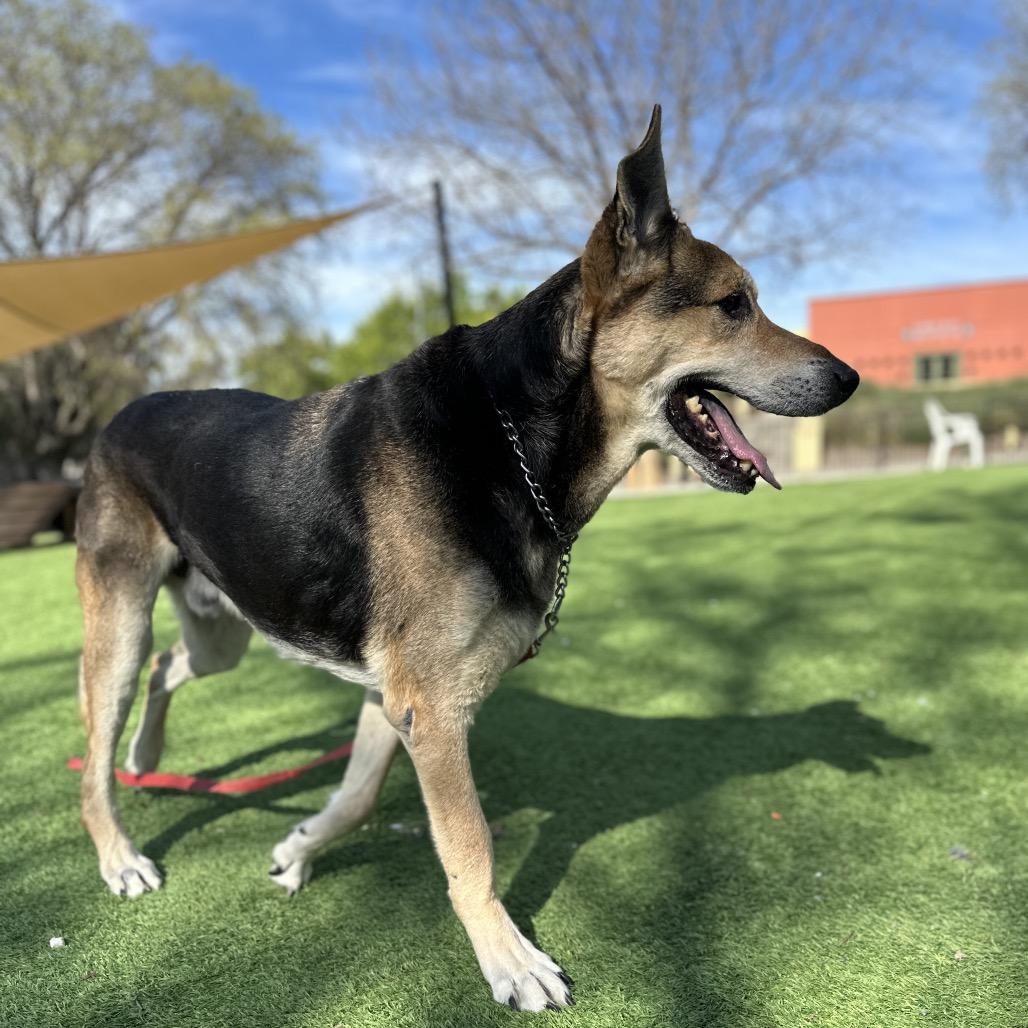 Enlarge Jordan - ECAS, a Adoptable mixed breed in Pleasanton, CA image 2/6