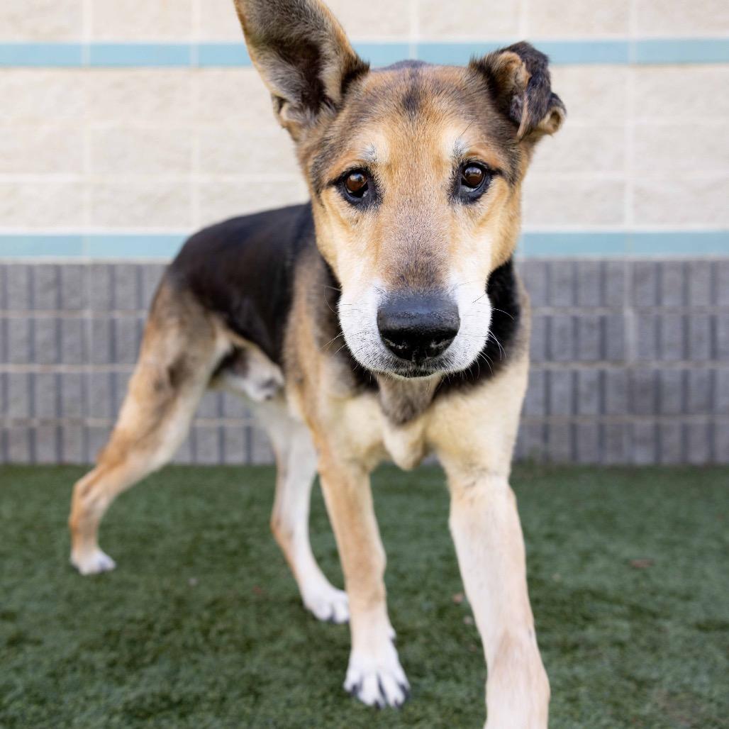 Enlarge Jordan - ECAS, a Adoptable mixed breed in Pleasanton, CA image 3/6