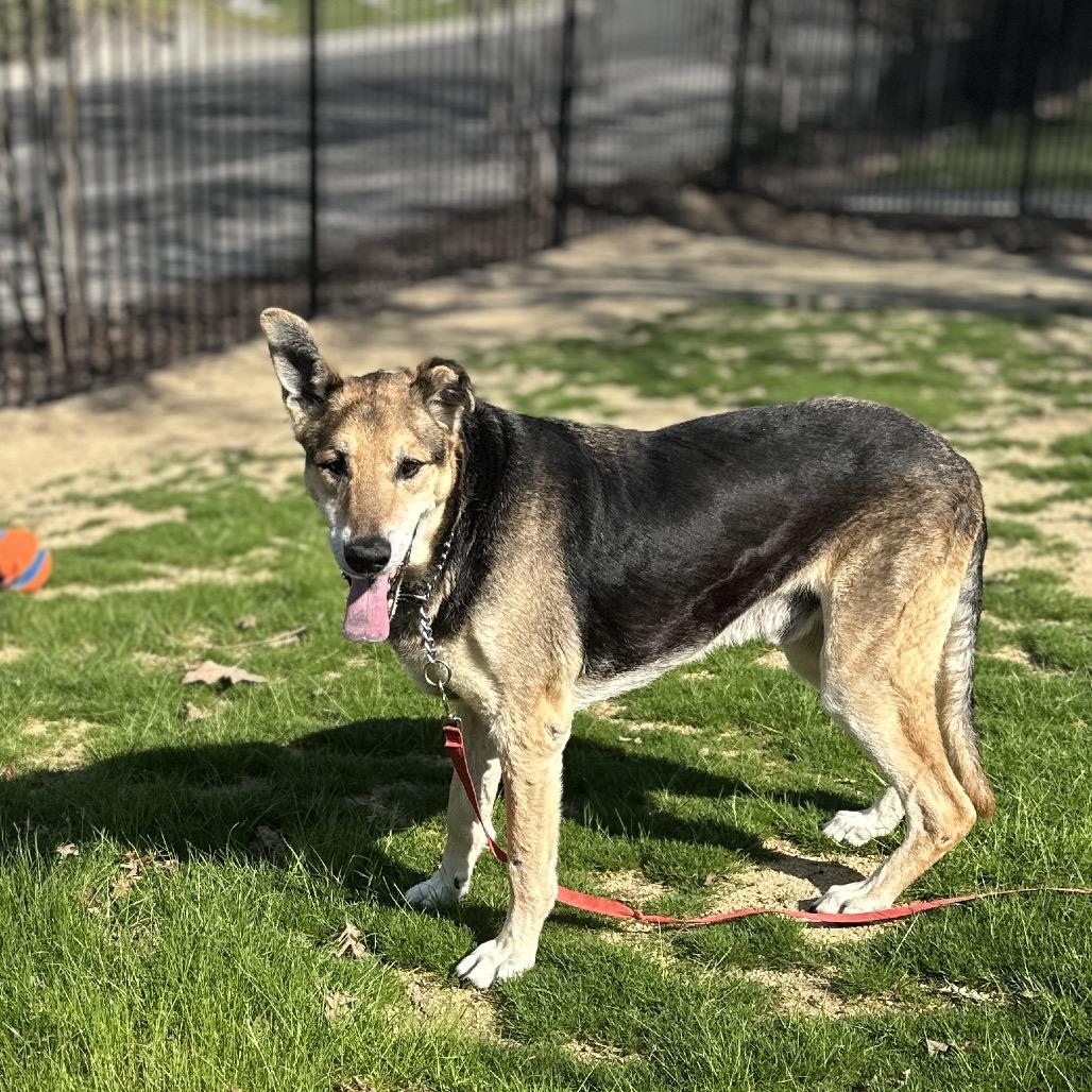 Enlarge Jordan - ECAS, a Adoptable mixed breed in Pleasanton, CA image 4/6