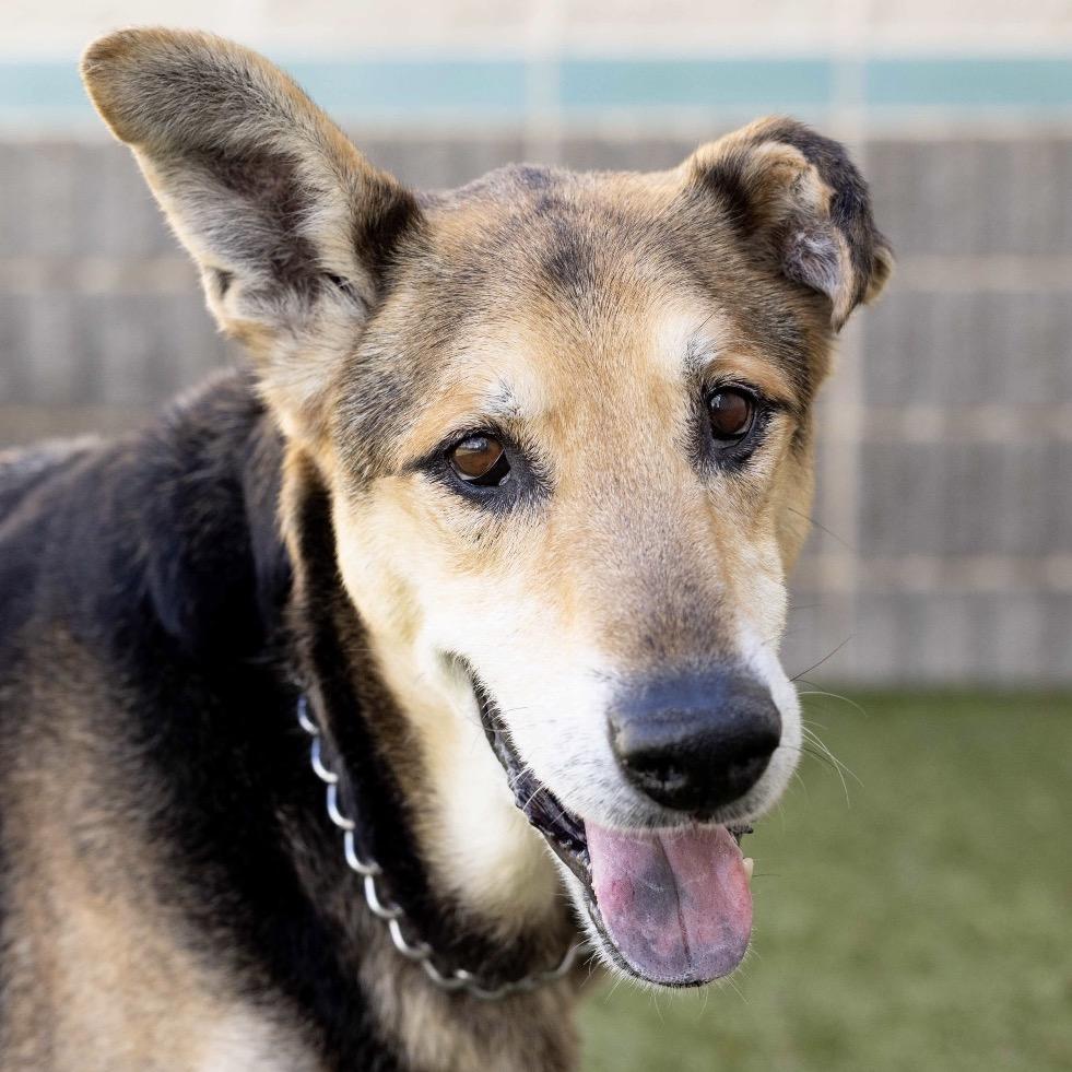 Enlarge Jordan - ECAS, a Adoptable mixed breed in Pleasanton, CA image 5/6