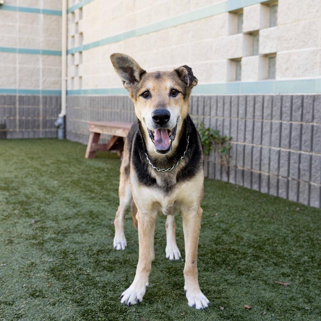 Enlarge Jordan - ECAS, a Adoptable mixed breed in Pleasanton, CA image 6/6