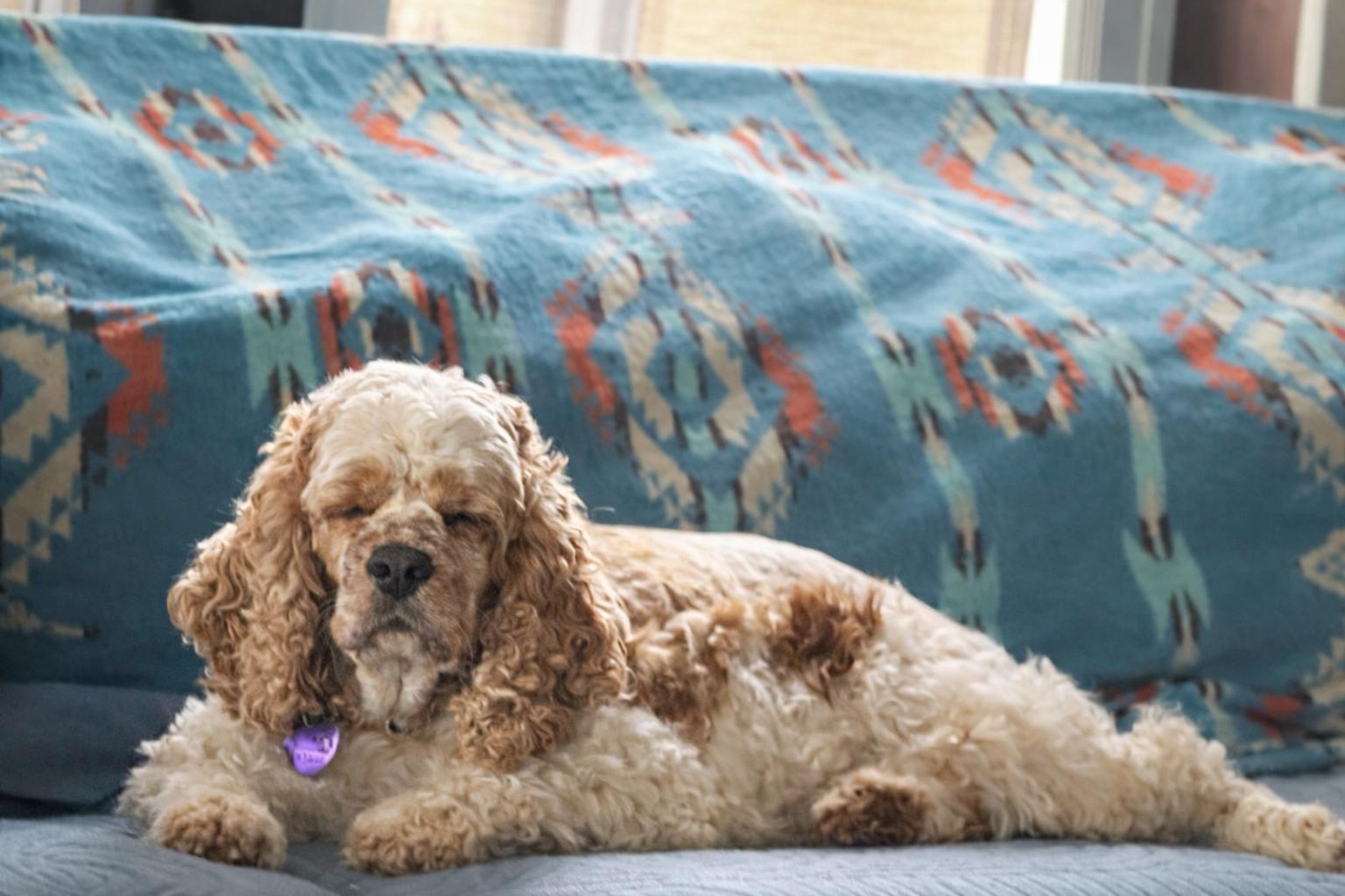 Enlarge Honey , a ADOPTABLE Cocker Spaniel in North Vernon, IN image 1/3