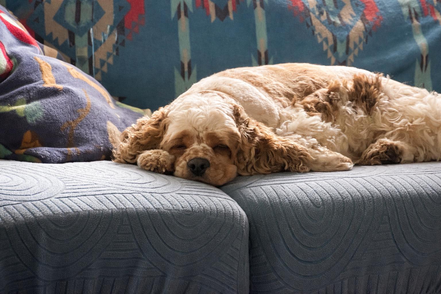 Enlarge Honey , a ADOPTABLE Cocker Spaniel in North Vernon, IN image 3/3