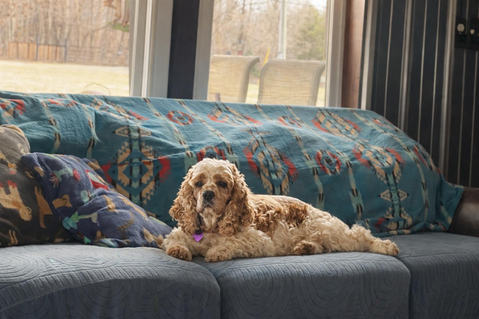 Enlarge Honey , a ADOPTABLE Cocker Spaniel in North Vernon, IN image 2/3