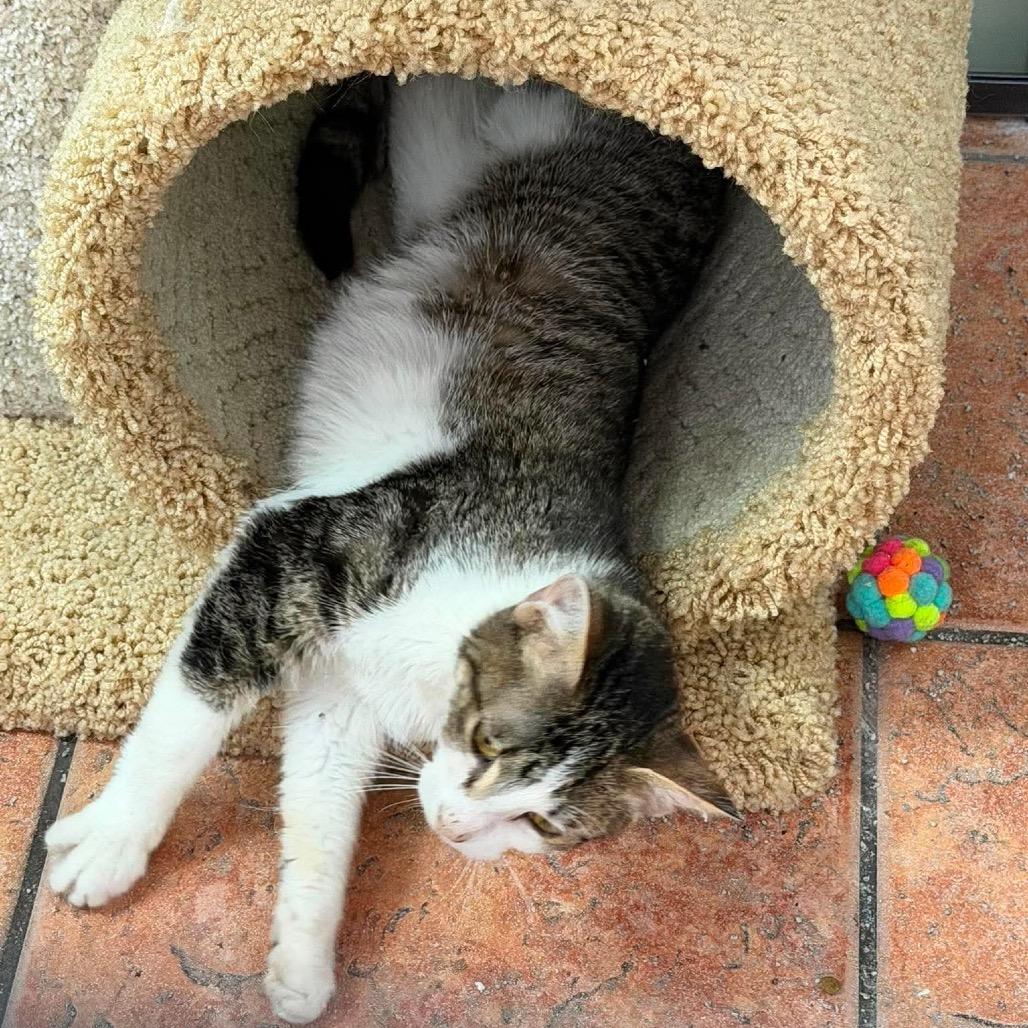 Spain, a Adoptable Domestic Short Hair in Chillicothe, IL image 1/3