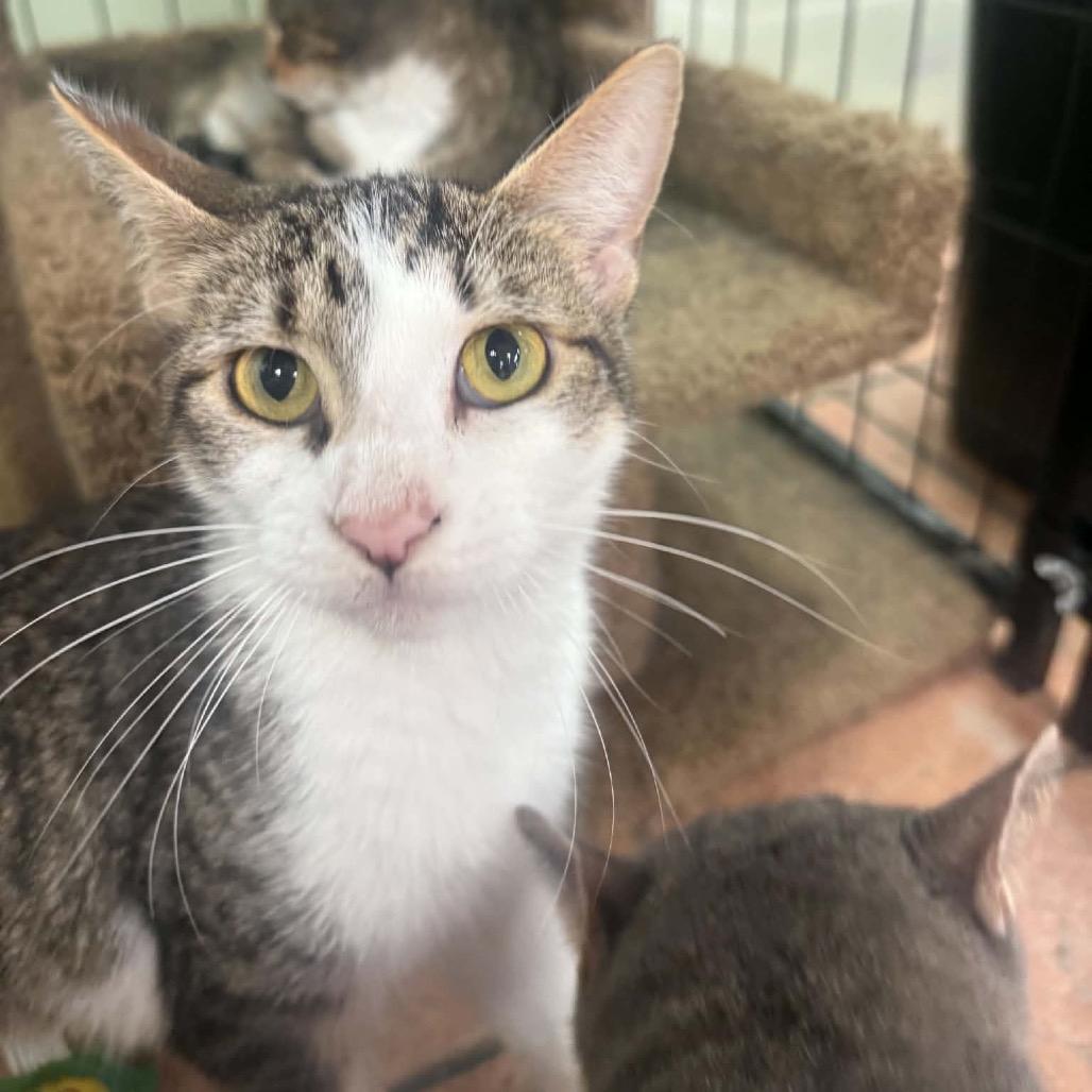 Spain, a Adoptable Domestic Short Hair in Chillicothe, IL image 2/3