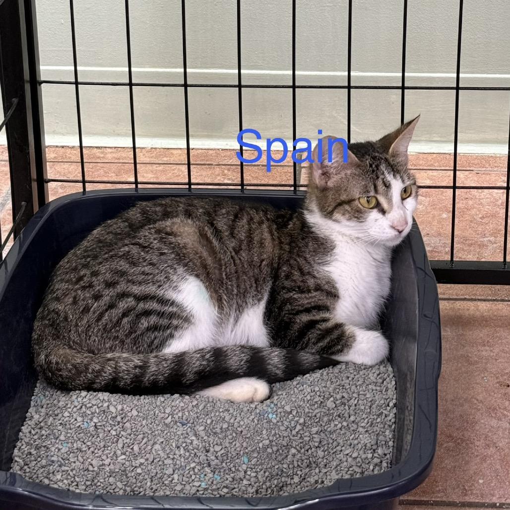 Spain, a Adoptable Domestic Short Hair in Chillicothe, IL image 3/3