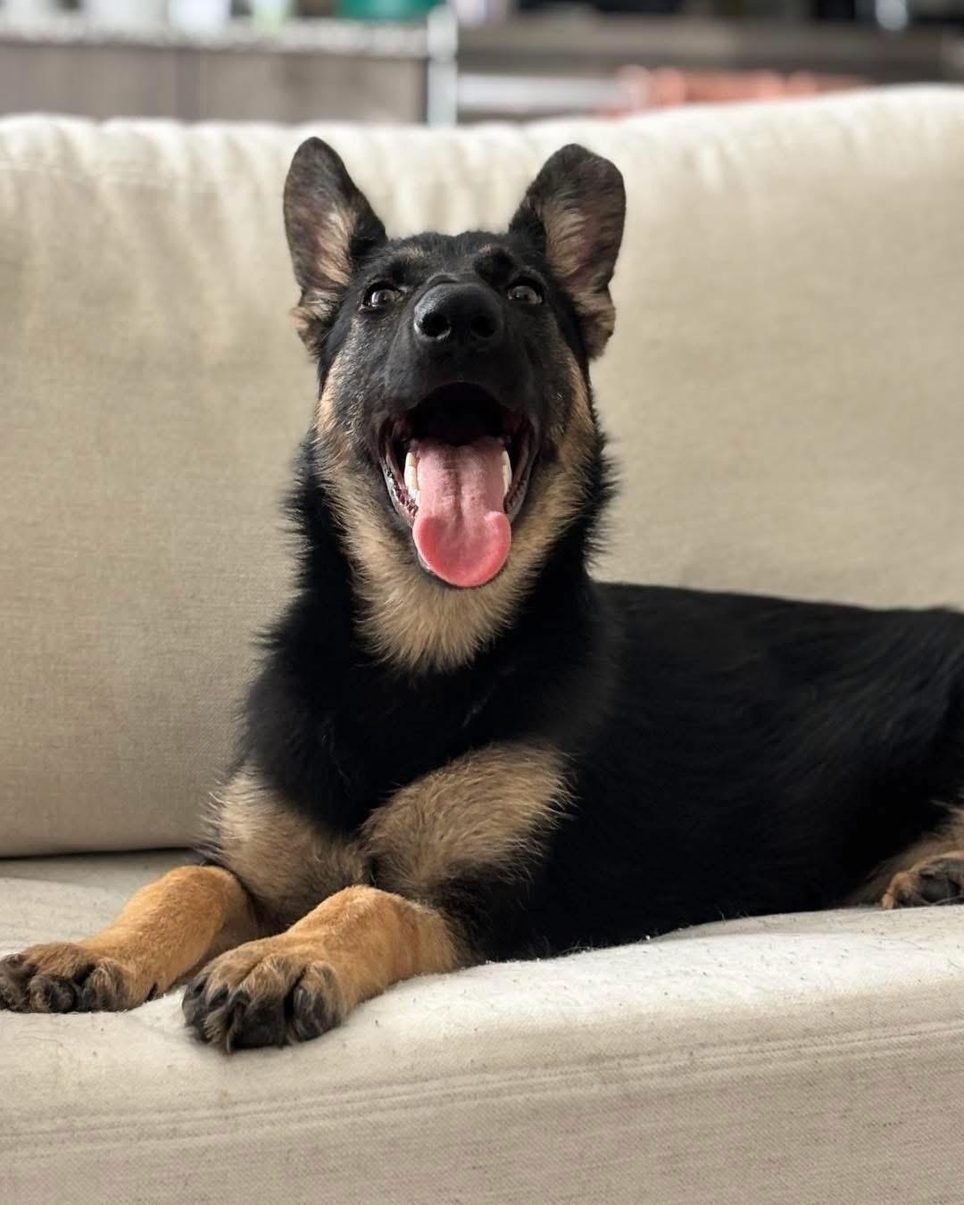 Enlarge Roma, an adopted German Shepherd Dog in Albany, NY image 3/4