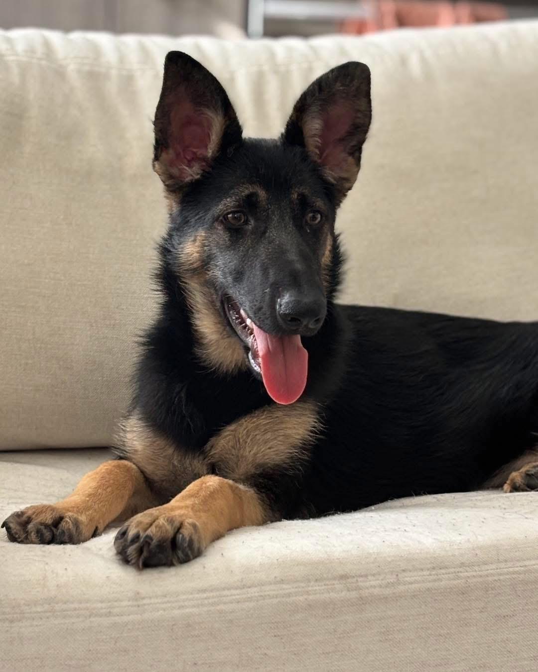 Roma, adopted, Young Female German Shepherd Dog.