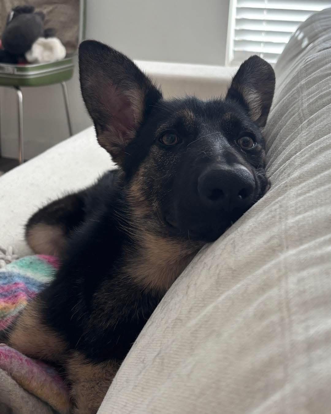 Enlarge Roma, an adopted German Shepherd Dog in Albany, NY image 2/4