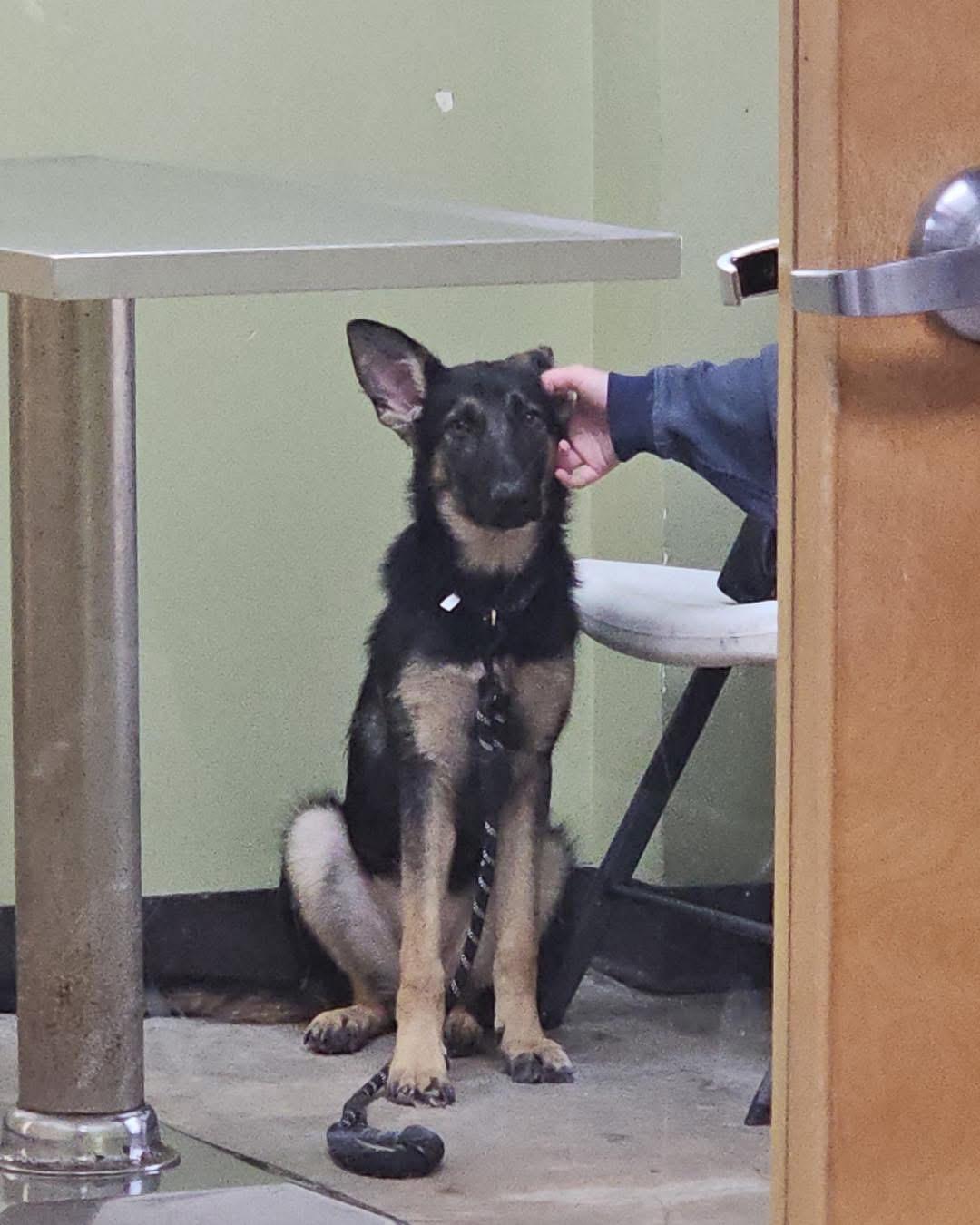 Enlarge Roma, an adopted German Shepherd Dog in Albany, NY image 4/4