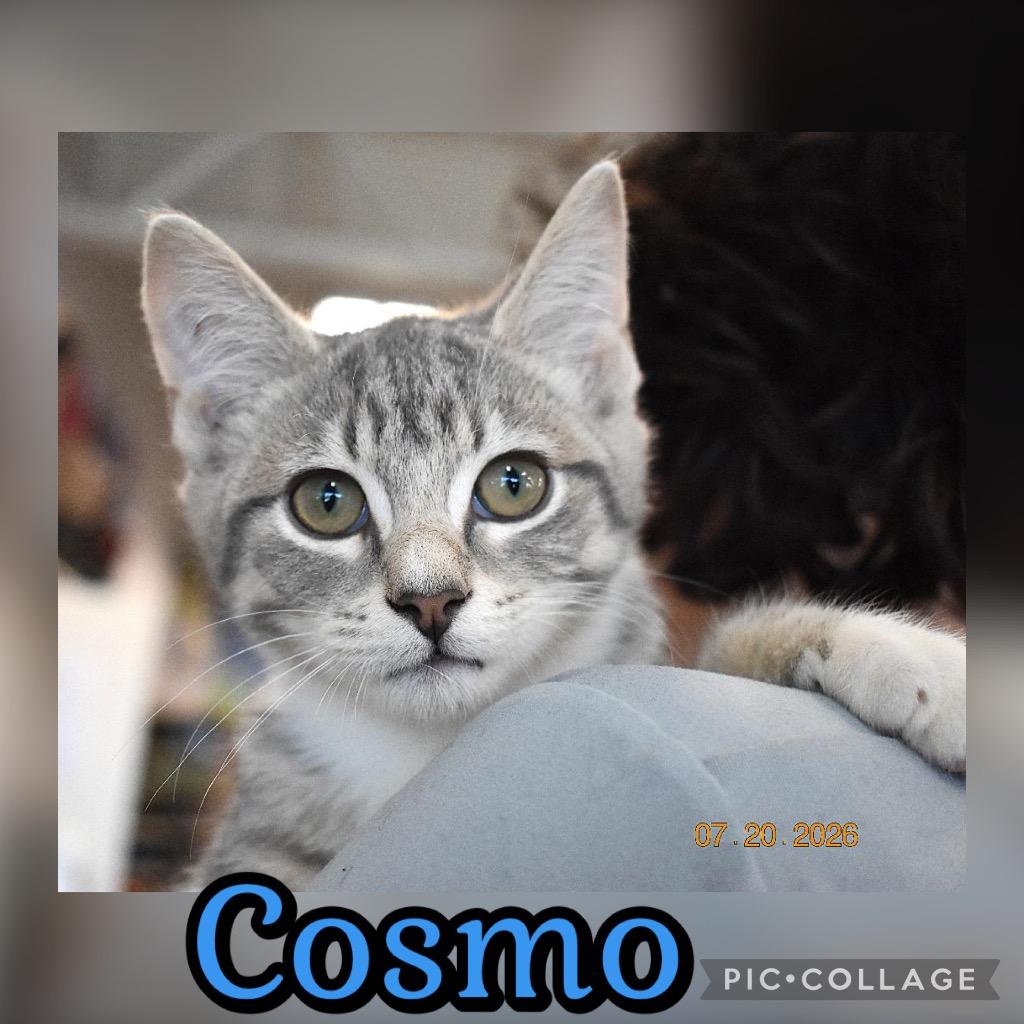 Cosmo, Adoptable, Kitten Male Domestic Short Hair.